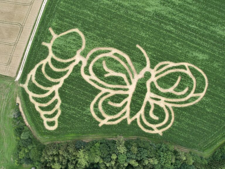 Labyrinth